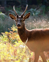 Richmond Park